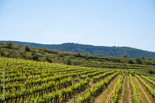 Vineyards in the spring in the Subirats wine region in the province of Barcelona © CarloSanchezPereyra