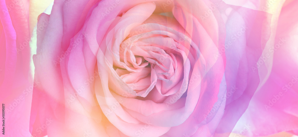 Beautiful pink rose, closeup view. Banner design
