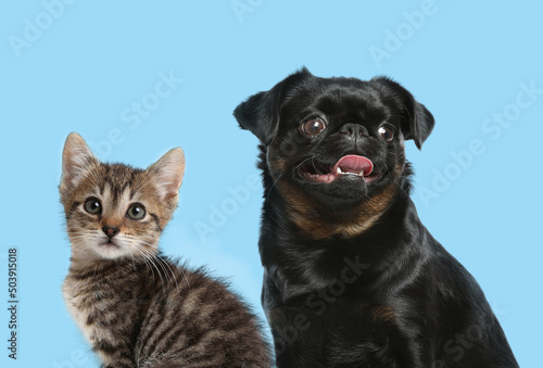 Cute dog and cat on turquoise background. Lovely pets
