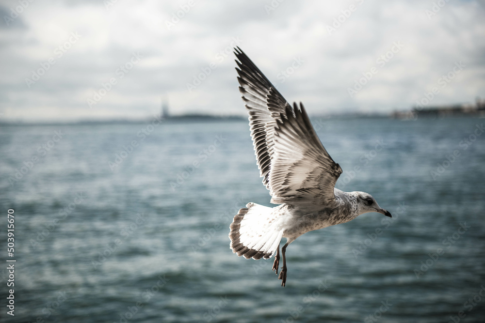 Naklejka premium seagull in flight