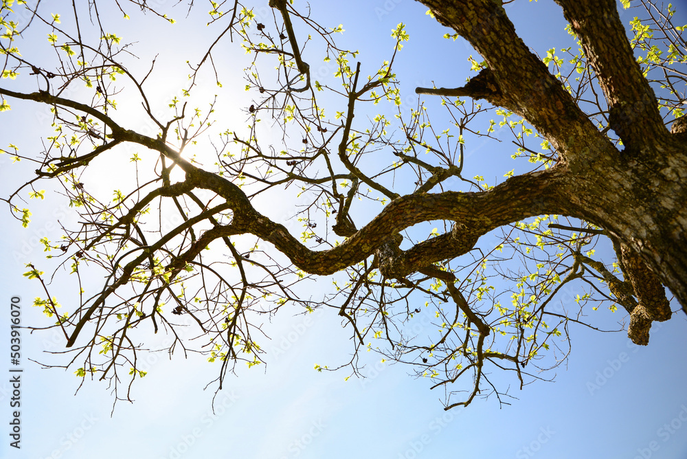 Beautiful tree with budding leaves against blue sky on sunny day, low angle view Beautiful tree with budding leaves against blue sky on sunny day, low angle view