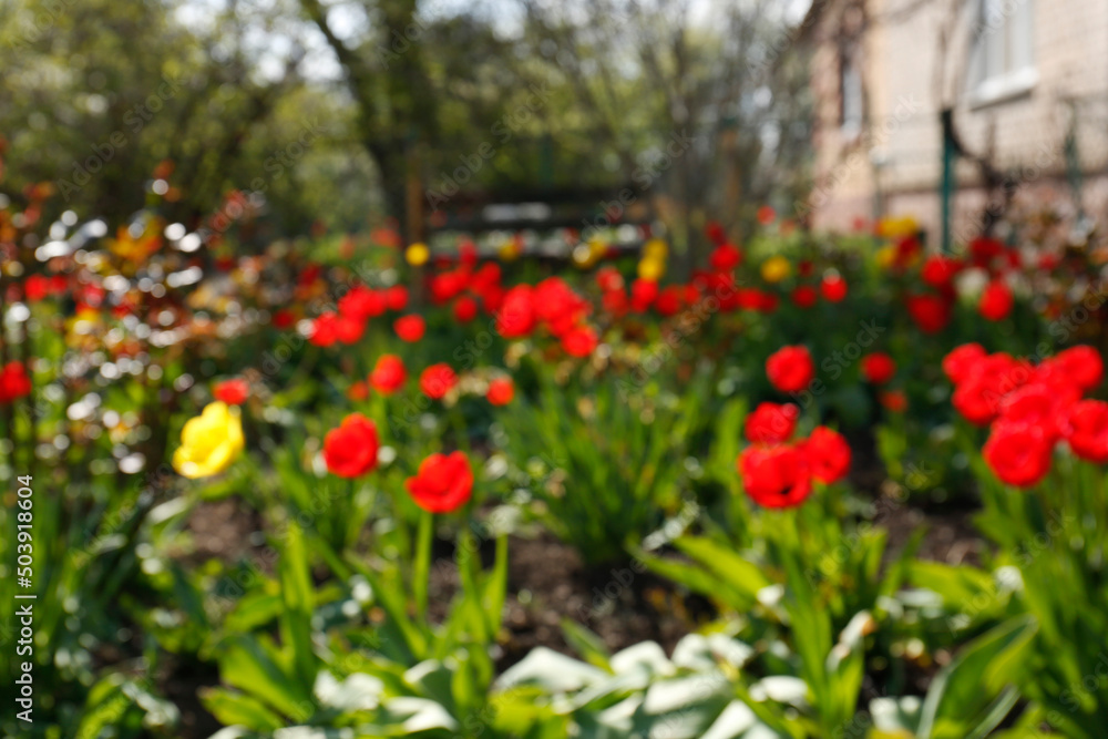 Beautiful garden with blooming tulips on sunny day, blurred view Beautiful garden with blooming tulips on sunny day, blurred view