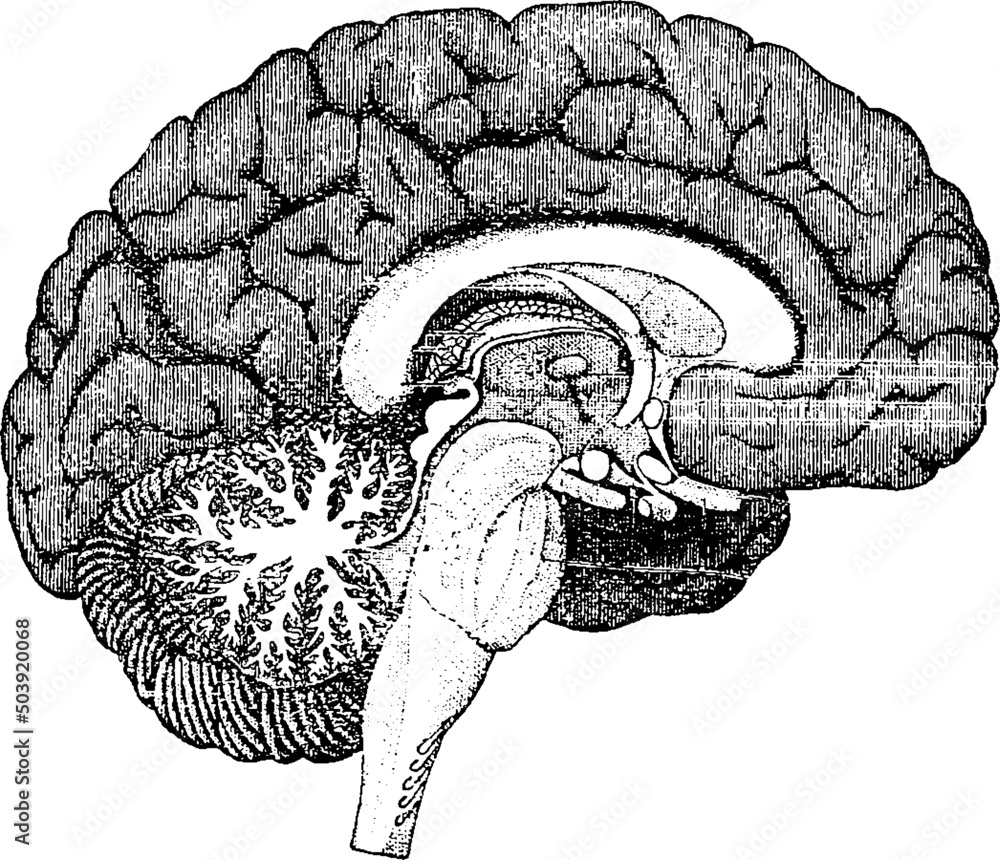 vintage brain diagram with a transparent background Stock Illustration ...