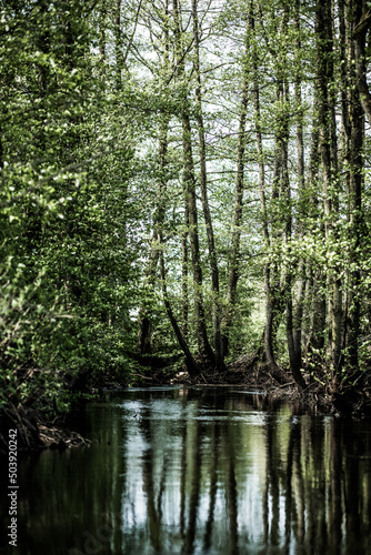 Fototapeta Naklejka Na Ścianę i Meble -  river in the woods