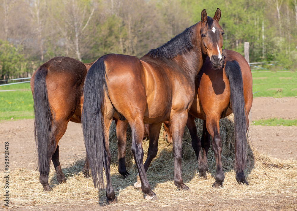 Bay horses are eating hay. The natural background of the pasture Bay horses are eating hay. The natural background of the pasture