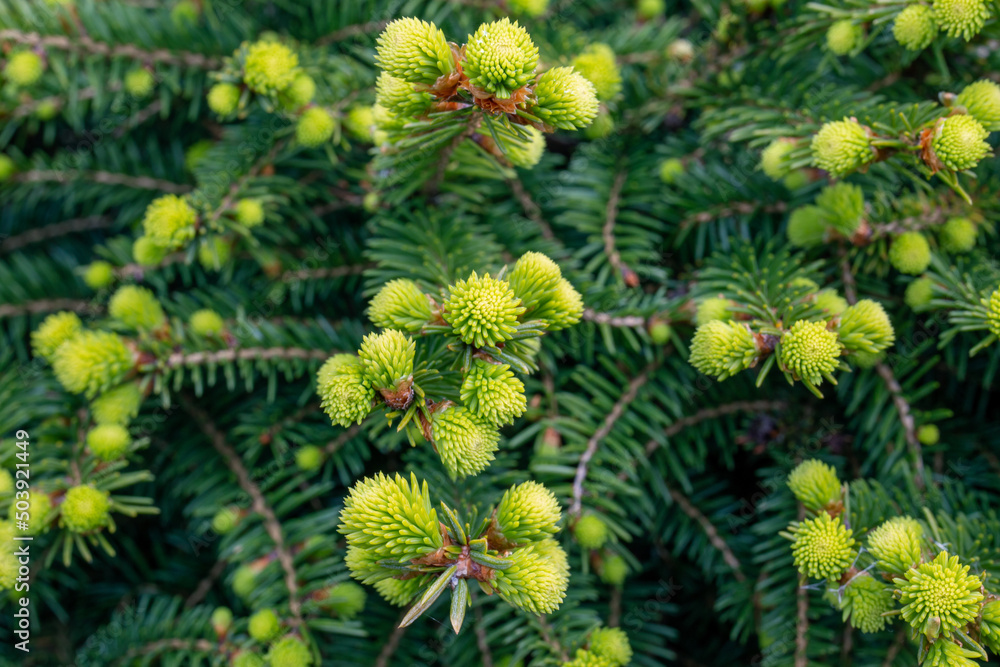 Young buds of spruce twigs. Spring in the garden. Up close, detail, background Young buds of spruce twigs. Spring in the garden. Up close, detail, background