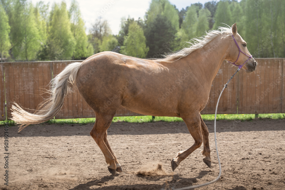 Obraz premium Horse in motion in the paddock. Lunging, horse training. Gallop, trot, run. Wooden fence background.