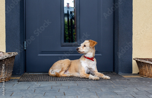 Wallpaper Mural The dog at the door of the house. A scratching dog. Home security idea Torontodigital.ca