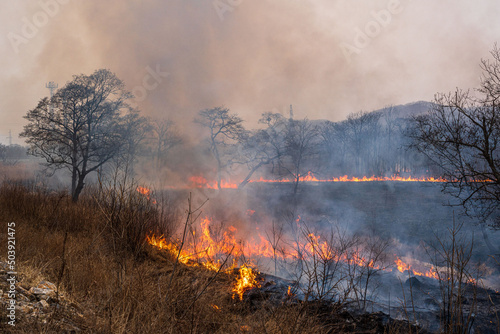 Forest fire. Fire in the forest, dry grass and trees are burning