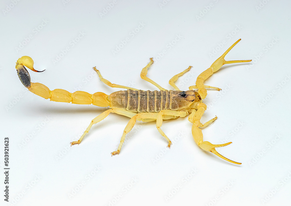 deathstalker is a species of scorpion, a member of the family Buthidae. It  is also known