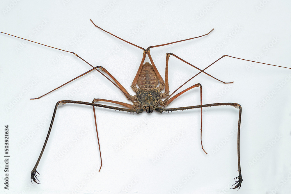 Tailless Whip Spider Amblypygi Is An Ancient Order Of Arachnid 