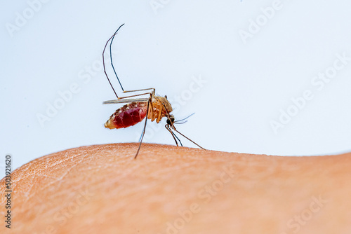 mosquito on a hand. mosquito and my blood