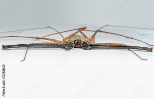 tailless whip spider Amblypygi is an ancient order of arachnid chelicerate arthropods also known as whip spiders and tailless whip scorpions photo