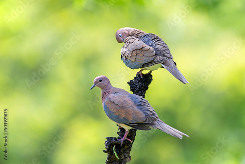 Laughing dove