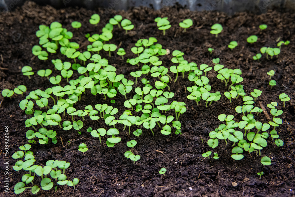 Many sprouts of seedlings sprouted from fertile soil before planting in pots Many sprouts of seedlings sprouted from fertile soil before planting in pots