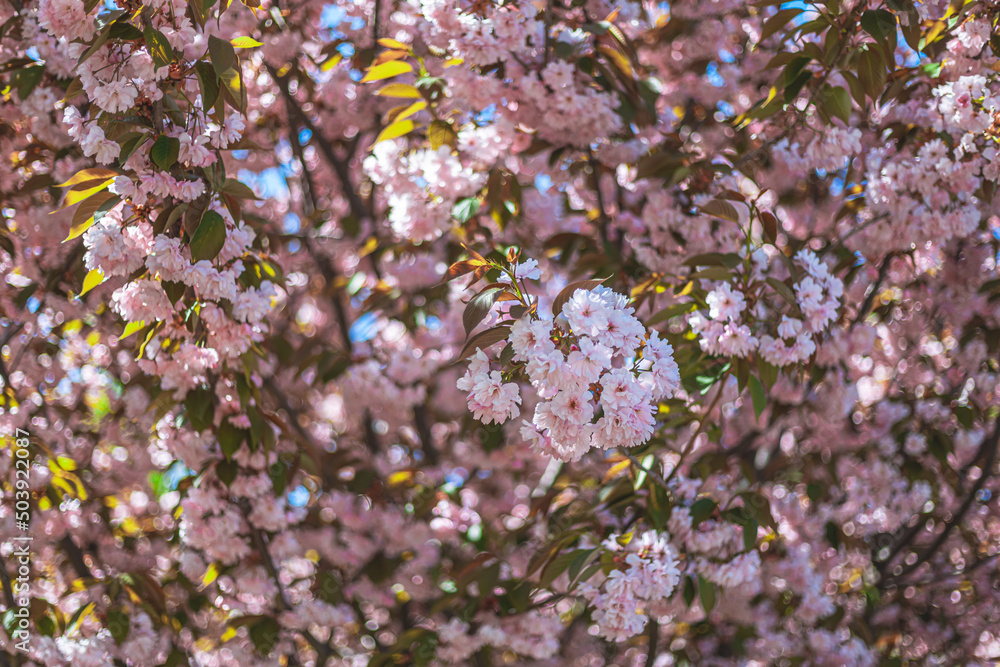 Selective focus of cherry blossoms in the spring season in the park. Natural floral background. Pink cherry tree flowers. Macro. flowering tree in the city of Dnipro, Ukraine Selective focus of cherry blossoms in the spring season in the park. Natural floral background. Pink cherry tree flowers. Macro. flowering tree in the city of Dnipro, Ukraine
