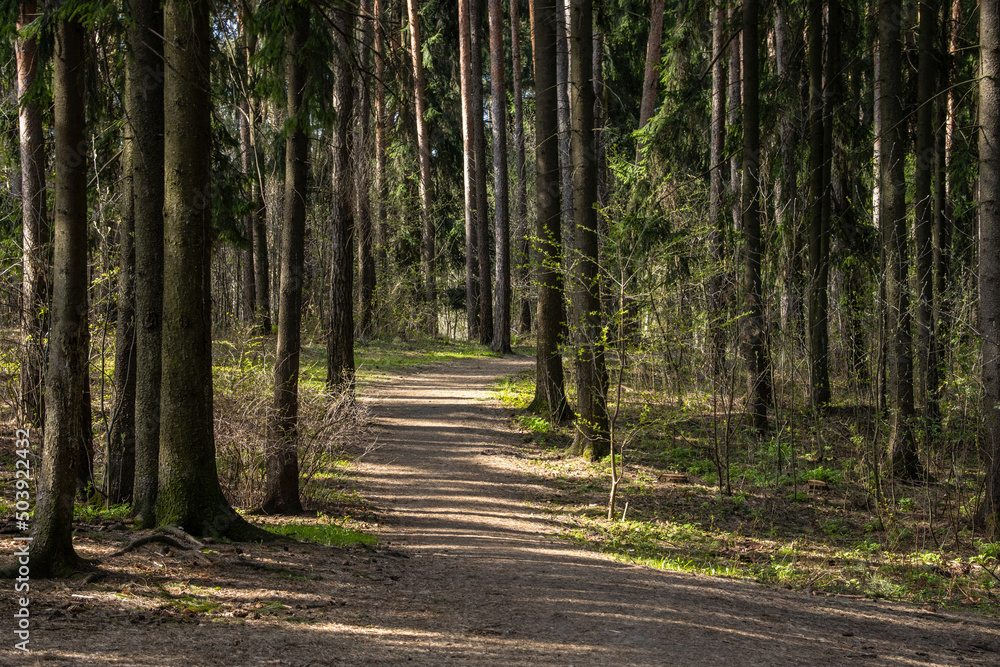 Tourist trail leading through a coniferous forest on a sunny spring day Tourist trail leading through a coniferous forest on a sunny spring day
