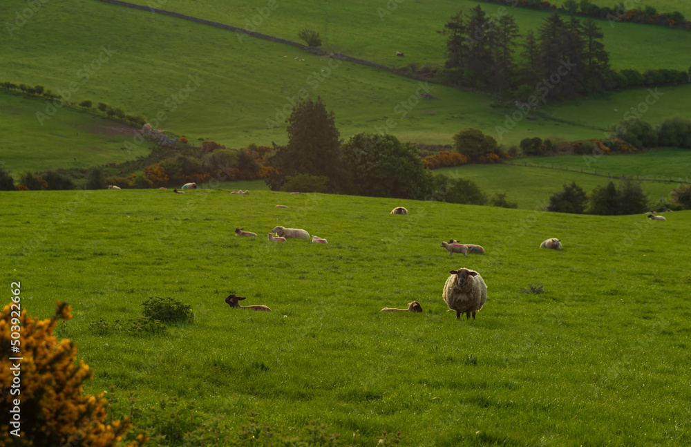 Fototapeta premium Irish rural landscape, sheep and fields