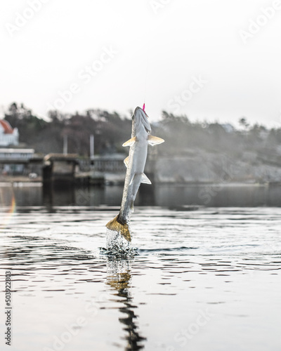 fish