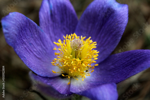Wallpaper Mural flower shot spring dream grass close-up Torontodigital.ca