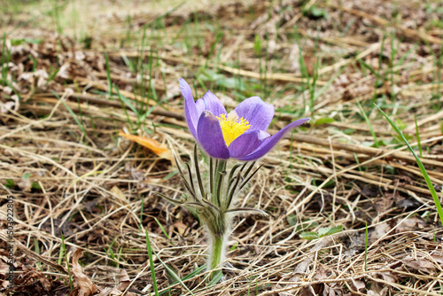 Wallpaper Mural primrose in spring in a forest clearing dream grass lumbago Torontodigital.ca