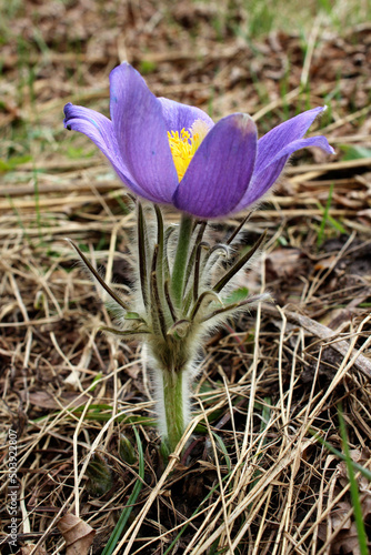 Wallpaper Mural primrose shot dream grass spring forest Torontodigital.ca