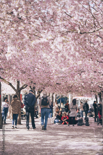 people walking in the park