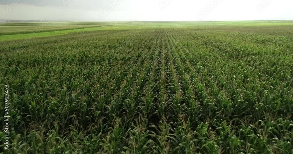 4K aerial video with drone flying over a some corn fields. Agriculture and farming industry. 4K aerial video with drone flying over a some corn fields. Agriculture and farming industry.