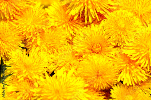 Blooming yellow dandelions close up  yellow flowers background