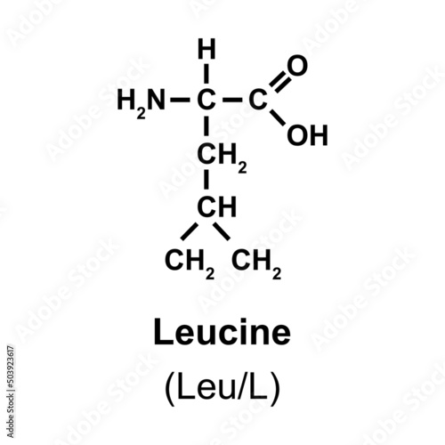 Leucine Amino Acid Chemical Structure. Vector Illustration. photo