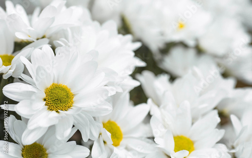 Banner. White chrysanthemum flower with shadows. Light close-up. The texture of the plant. Floral background.