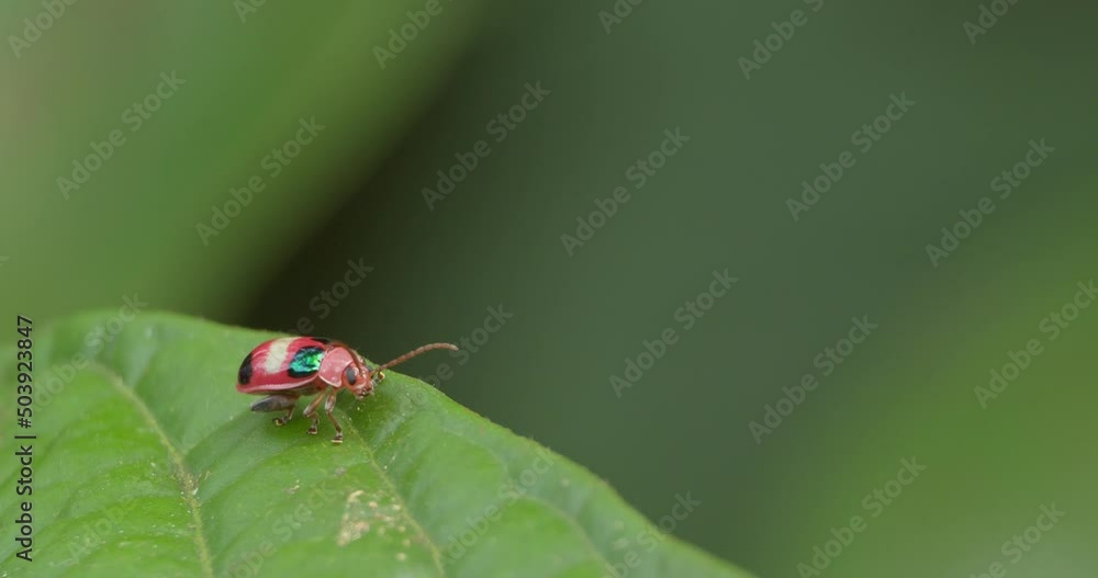 A small red spotted beetle is seen on a leaf twitching its legs and wiggling its antennas, macro static shot A small red spotted beetle is seen on a leaf twitching its legs and wiggling its antennas, macro static shot