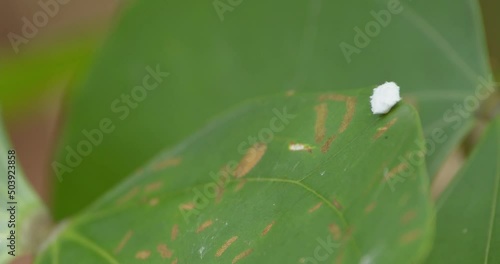 A white Flatidae insect walks around on  the edge of a large green tropical leaf, follow shot photo
