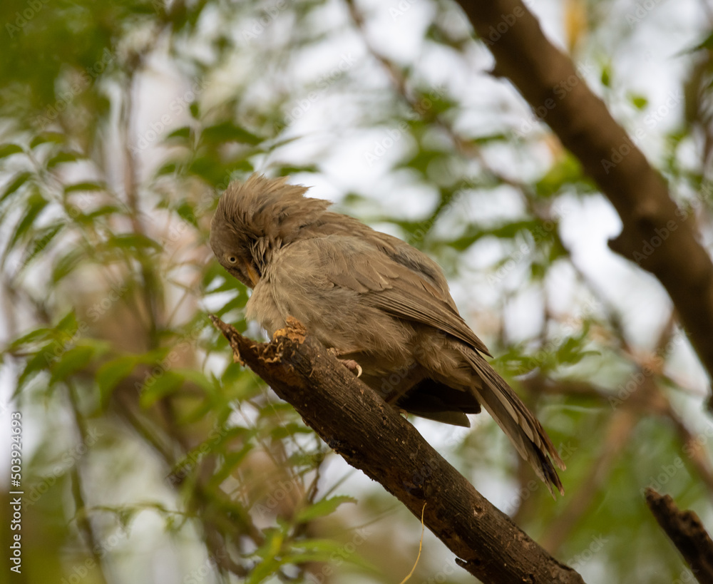 Jungle Babbler sitting on the branch of a tree in Haryana, India Jungle Babbler sitting on the branch of a tree in Haryana, India