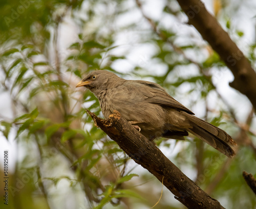 Jungle Babbler sitting on the branch of a tree in Haryana, India