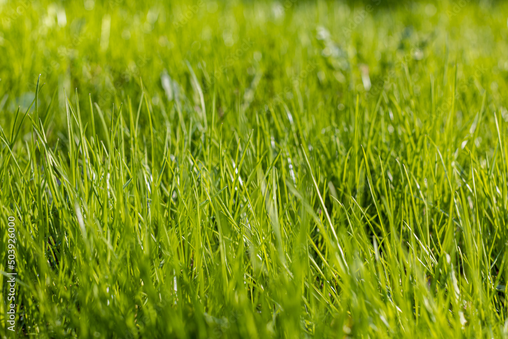 Fototapeta premium background in the form of green grass shot with a shallow depth of field