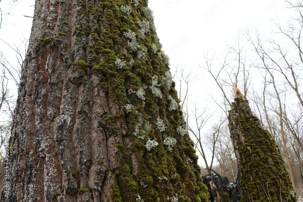 Evernia prunastri on the moss covered tree