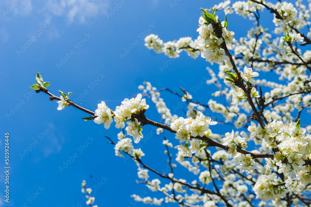 White blooming apple flowers on the background of the clear blue sky