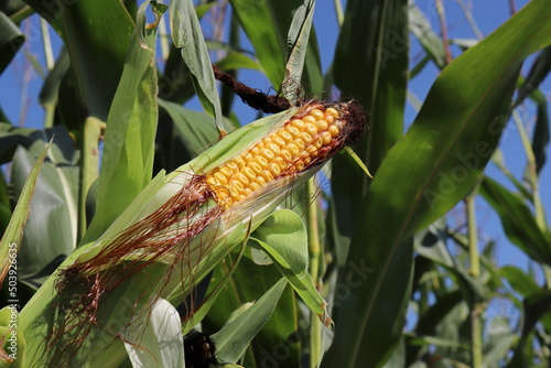 Yellow corn cob growing on a field. Close up of ripe ear of corn, agricultural industry, good harvest