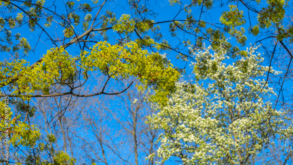 Obraz premium Spring tree with young light green foliage with blue sky. Space for text. Young leaves background. Springtime.