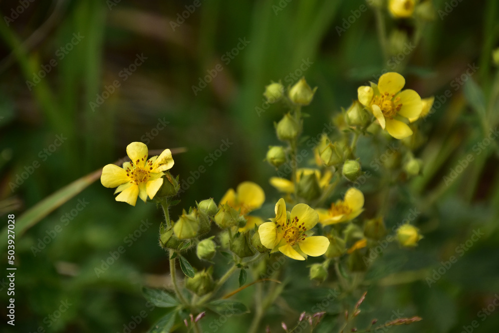 Pretty Bright Yellow Wildflowers in the Summer Pretty Bright Yellow Wildflowers in the Summer