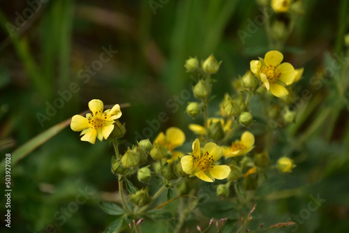 Pretty Bright Yellow Wildflowers in the Summer © dejavudesigns