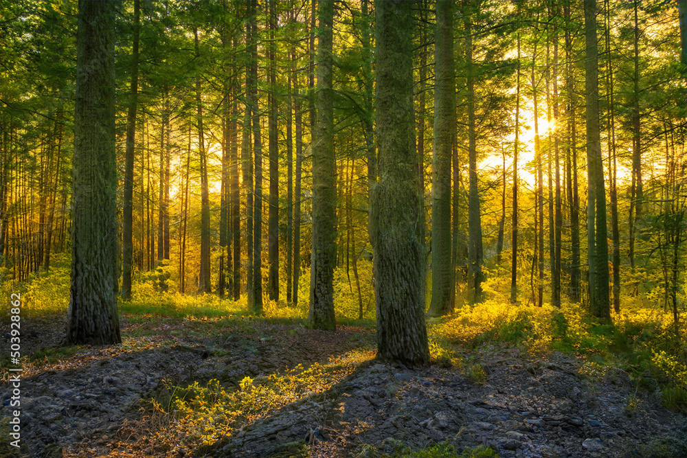 Magical sunset in the forest. Magical sunset in the forest.