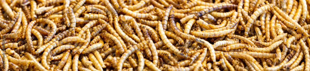 Fototapeta premium extreme close-up web banner panoramic view and full frame of dried mealworms. Texture flour worms background. Worms pile for bird food. Animal concept