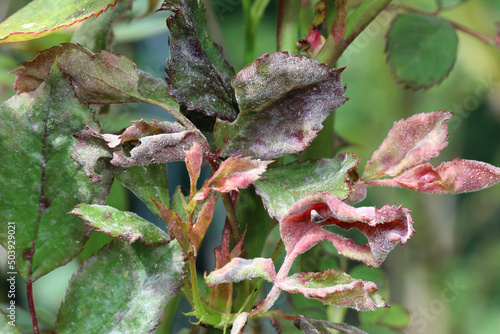 Fungal disease powdery mildew on a rose plant. White plaque on leaves and stems. Dry curled leaves. Plant Diseases. Close up. photo