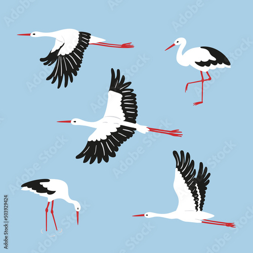 Valokuvatapetti Stork birds vector illustration