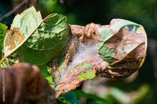 Bird cherry moth on green branches. Leaves withered, curled up and covered with cobwebs. Diseases of berry trees. Harmful insects deprive garden of harvest.