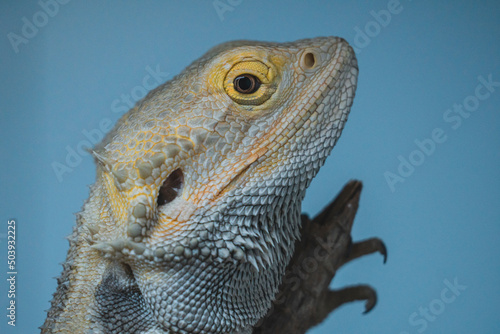 Lagarto sobre una rama dentro de un terrario