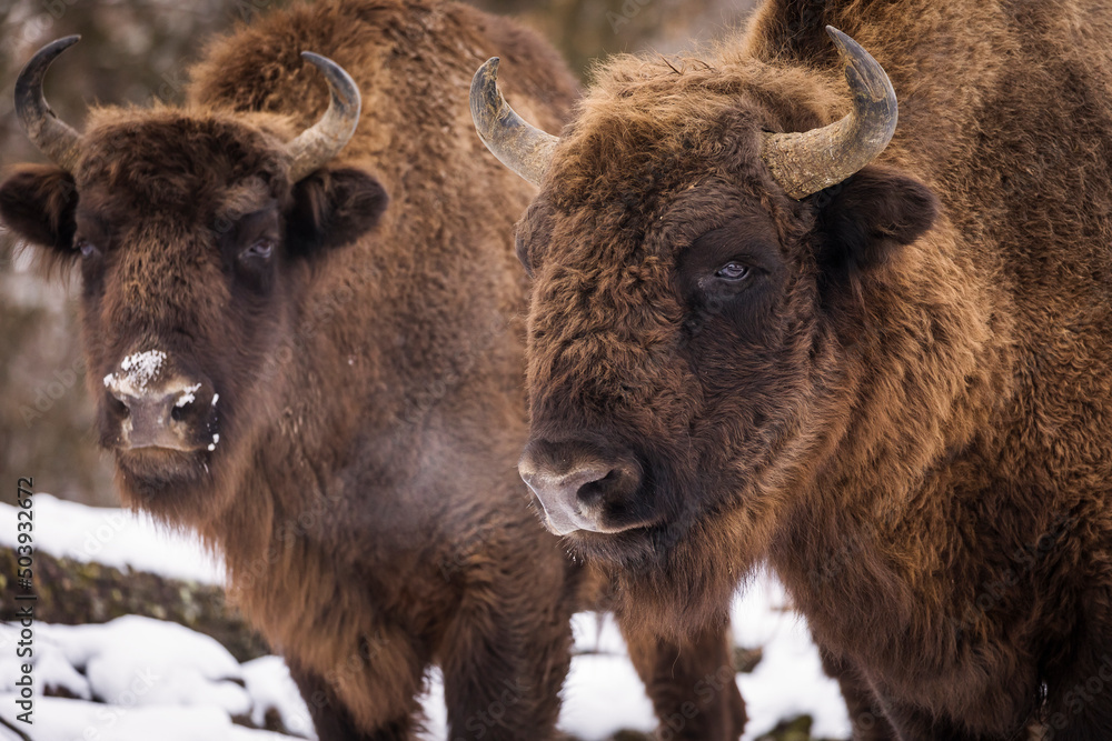 Bisons in forest during winter time with snow. Wilde life Bisons in forest during winter time with snow. Wilde life