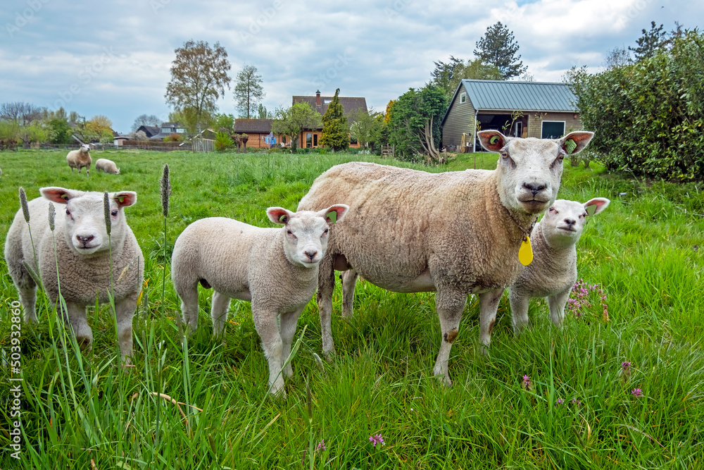Obraz premium Sheep and lambs in the meadow in springtime in the Netherlands